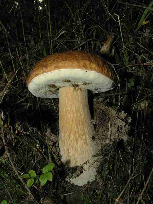  Image name: 209 Porcino.jpg 
 width: 600 pixel 
 height: 800 pixel 
 Size: 38291 bytes 
 Click to enlarge 